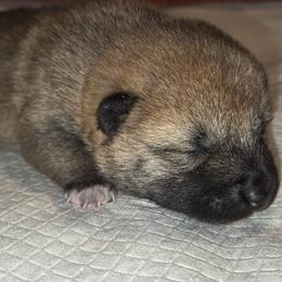 Maple - Red female Shiba Inu puppy in Stanley, North Carolina from Yoru's Dojo Legacy