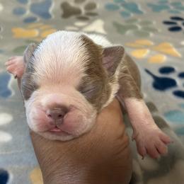Boy 1 - male Boston Terrier puppy in Corning, California from SB Bostons / Raksha Malinois
