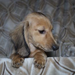 Dachshund All Grown Up from Gryphon Lane Dachshunds