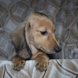 Dachshund All Grown Up from Gryphon Lane Dachshunds