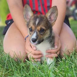 Cedar - Sable male Pembroke Welsh Corgi puppy in Sidney, Ohio from Cozy Corgi Ranch