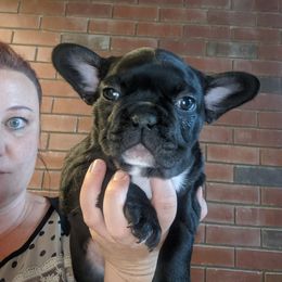 French Bulldog Puppies from Mon Chien Frenchies