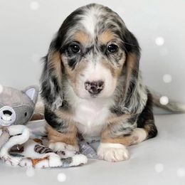 Dachshund Puppies from RRD