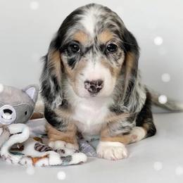Dachshund Puppies from RRD