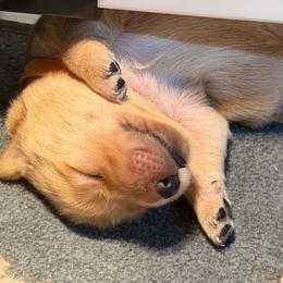 Orange Collar - Cosmo - Dark golden male Golden Retriever puppy in Evansville, Wyoming from Pura Vida Golden Retrievers