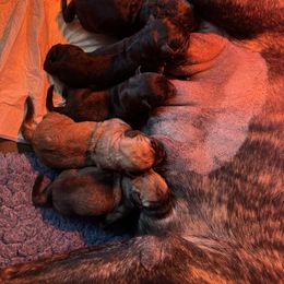 Boy 4 - Red brindle male Bullmastiff puppy in San Antonio, Texas from Blushing Dawn Bullmastiffs