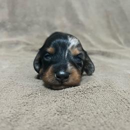 Cash - Black and tan male Dachshund puppy in West Plains, Missouri from Kountry Road Aussies and Doxies