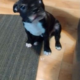 Boy 3 - Boston Terrier puppy from Joy B's Boston Terriers