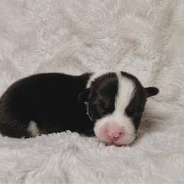 Winnie - Black and tan female Pembroke Welsh Corgi puppy in Northwood, Iowa from Sorrel Sands Corgis