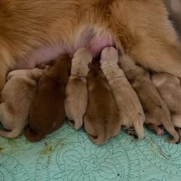 Boy 2 - Golden male Golden Retriever puppy in Austin, Texas from Milestone Goldens