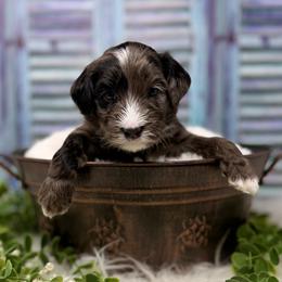 Zirconium - Blue male Australian Labradoodle puppy in Brush Prairie, Washington from Fancy Pants Labradoodles