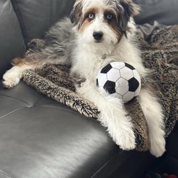 Assorted Doodle Crosses, Aussiedoodle, and Australian Shepherd Puppies from Junipersdoodles