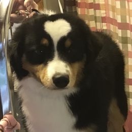 Pistol  - Miniature American Shepherd