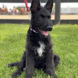 Dutch Shepherds from RARE Rough Coat / Wire Haired Dutch Shepherd