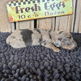Zack - Dapple male Dachshund puppy in Colbert, Oklahoma from Brooke Crenshaw