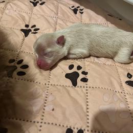 Girl 2 - Cream female Pomeranian puppy in Maplefalls, Washington from Snow peak poms