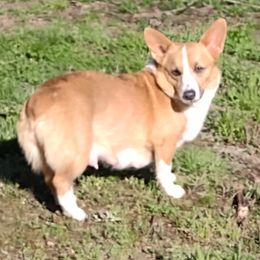 Pembroke Welsh Corgi All Grown Up from Robbie Segraves
