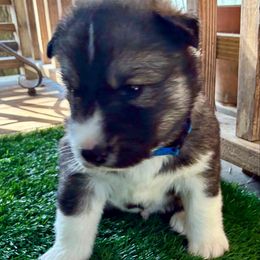 Timber - Agouti and white male Siberian Husky puppy in Walker, Louisiana from TRUHUSKY SIBERIANS
