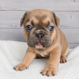 Emily - Fawn female French Bulldog puppy in Warm Springs, Arkansas from State Line Dachshunds & Frenchies