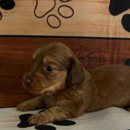 Hershey - Red female Dachshund puppy in Charlottesville, Virginia from AKJ’s Dachshunds