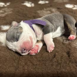 Rhaenyra - Blue tri-color female American Bully puppy in Henderson, Kentucky from Medusa’s Bullies