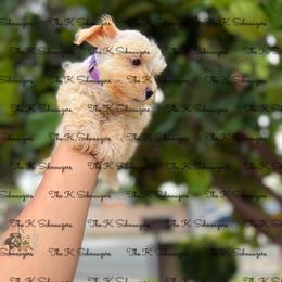 Purple  collar - Wheaten female Miniature Schnauzer puppy in Santa Ana, California from The_K_Schnauzers