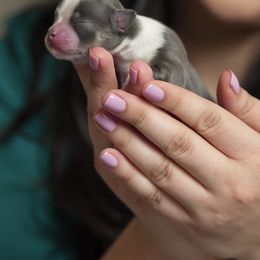 Boy 1 - Chihuahua puppy in Austin, Texas from Sinai’s Long Hair Apple Head Chihuahuas