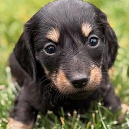 Oreo - Black and cream male Dachshund puppy in Salem, Oregon from Longdox Mini Dachshunds