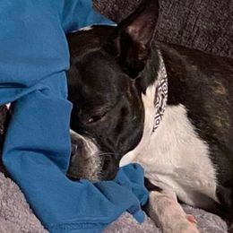 Boston Terriers from Kayden's Pups