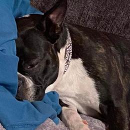 Boston Terriers from Kayden's Pups