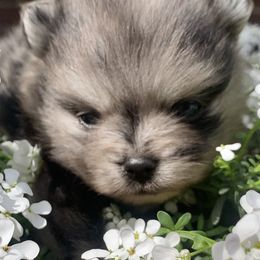 Catahoula Leopard Dogs, Cocker Spaniels, and Pomeranians from Rich Cat’s