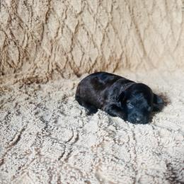 Eileen - female Aussiedoodle puppy in Utica, Ohio from Poodle Me Crazy