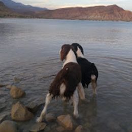 English Springer Spaniels from Chic English Springer Spaniels