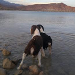 English Springer Spaniels from Chic English Springer Spaniels