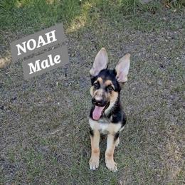 Noah Grey collar - Black and red male German Shepherd puppy in Bedias, Texas from TiPi S Ranch's German Shepherds