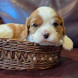 Ike - Blenheim male Cavalier King Charles Spaniel puppy in Paulden, Arizona from Nine Mile Cavaliers