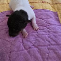 Toy Fox Terrier Puppies from Kitsune