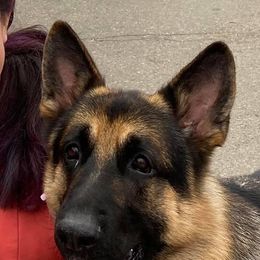 Australian Shepherds, French Bulldogs, and German Shepherds from Round of Apaws Canines