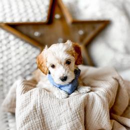 Cashew - Cream male Goldendoodle puppy in Springville, Utah from Happy Doodle