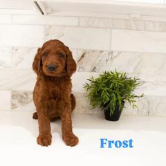 Frost - Red male Irish Doodle puppy in Mesa, Arizona from Desert Doodles