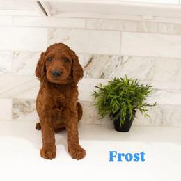 Frost - Red male Irish Doodle puppy in Mesa, Arizona from Desert Doodles
