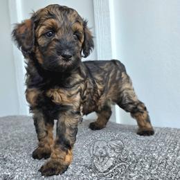 Pebble - Rare color and Coat pattern - Black male Goldendoodle puppy in Chattanooga, Tennessee from Hilltop Cuddle Pups