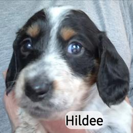 Hildee - Piebald female Dachshund puppy in Bangs, Texas from Lickin'bach Miniature Dachshunds