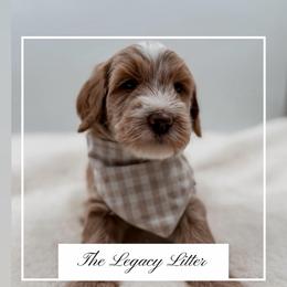Legend - Apricot male Goldendoodle puppy in Hollister, Missouri from Wild Acres Goldendoodles