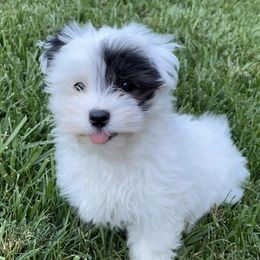Havanese from Golden State Havanese