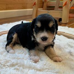 Aura Sazon - Black and silver female Miniature Schnauzer puppy in Auburn, Georgia from Very Special Mini Schnauzers
