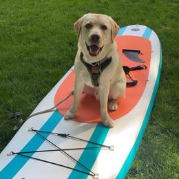 Labrador Retriever All Grown Up from Alley Rock Labradors, LLC