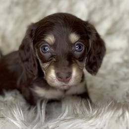 Kenzie's Chocolate and Cream -- Girl (Red collar) - Chocolate and cream female Dachshund puppy in Kalama, Washington from Dazzling Doxies