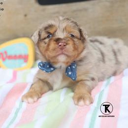 Rocket- RMM - Red merle male Miniature Australian Shepherd puppy in Nacogdoches, Texas from TK Standard, Mini, & Toy Aussies