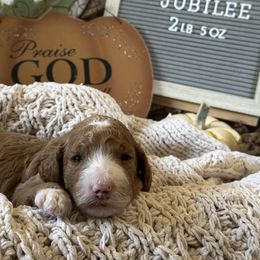 Jubilee - Red  female Poodle puppy in Dayton, Texas from Wolfe Island Poodles